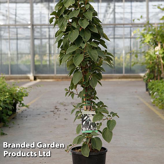 Schizophragma integrifolium 'Windmills'