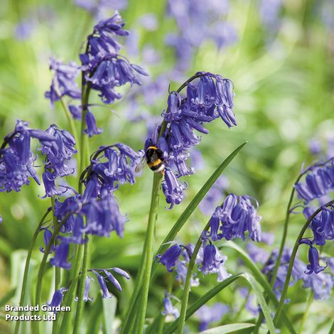 Woodland Garden Bulb Duo