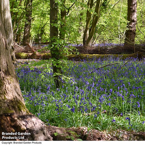 English Bluebells