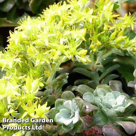 Sedum spathulifolium 'Purpureum'