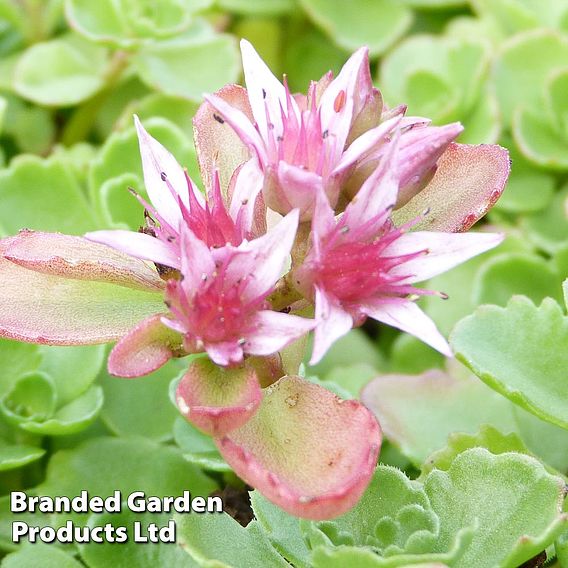 Sedum spurium 'Coccineum'