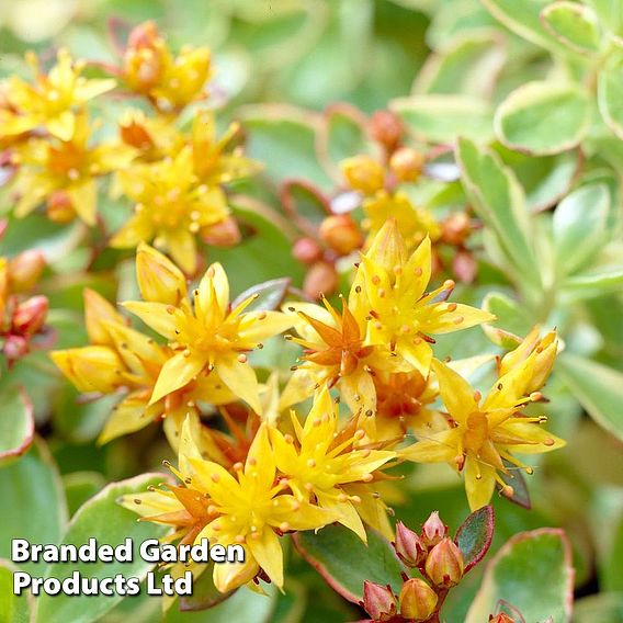 Sedum kamtschaticum var. floriferum 'Weihenstephaner Gold'