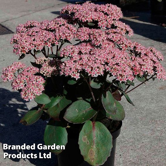 Sedum 'Matrona'