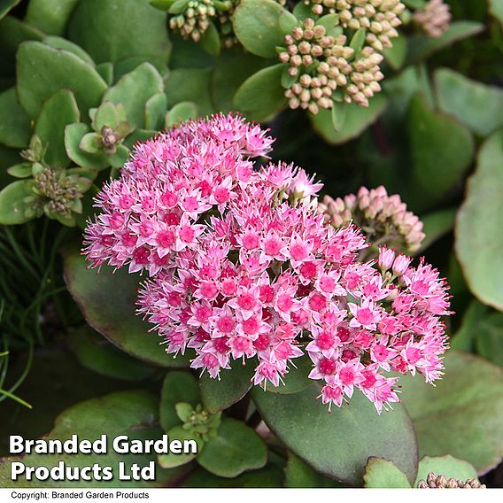 Sedum 'Matrona'