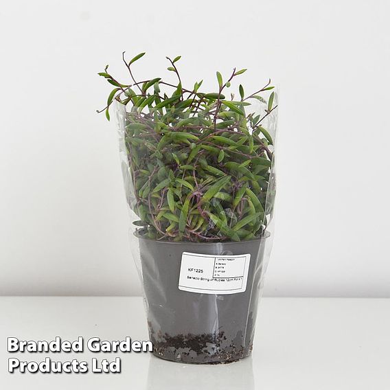 Senecio herreianus String of Rubies (Purple Flush)