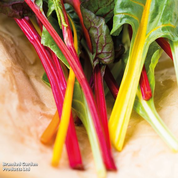 Swiss Chard 'Bright Lights'