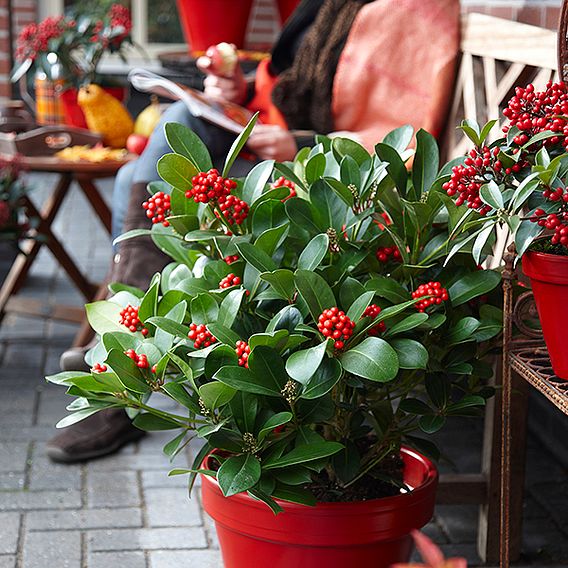 Skimmia Japonica 'Olympic Flame'