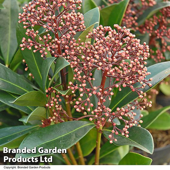 Skimmia japonica 'Rubella'