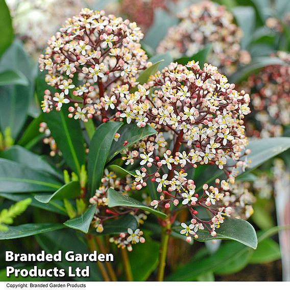 Skimmia japonica 'Rubella'