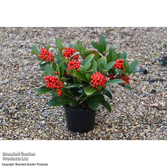 Skimmia japonica 'Temptation' - Gift