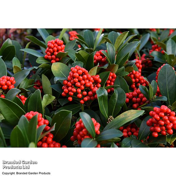 Skimmia japonica 'Temptation' - Gift