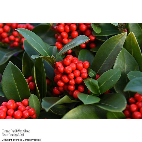 Skimmia japonica 'Temptation' - Gift