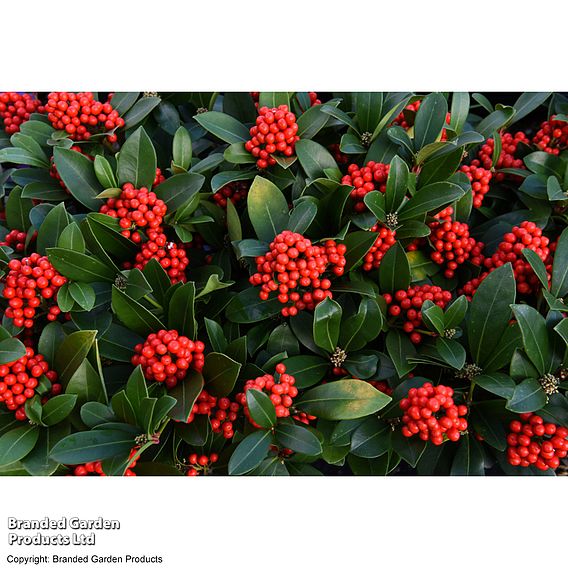 Skimmia japonica 'Temptation' - Gift