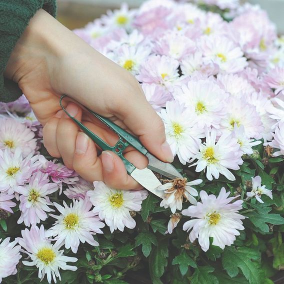 Garden Snips