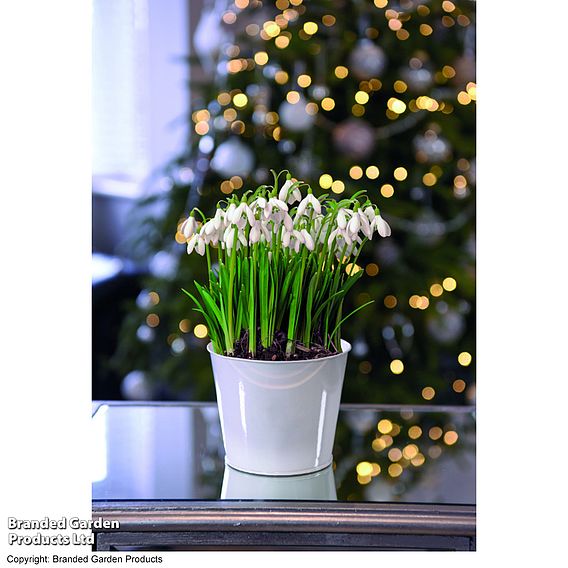 Giant Snowdrops - Gift