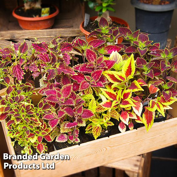 Solenostemon scutellarioides 'Mix'