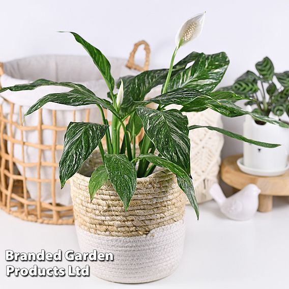 Spathiphyllum 'Diamond'