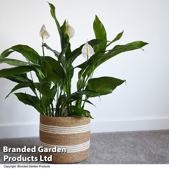 Spathiphyllum 'Sweet Silvio Air So Pure'