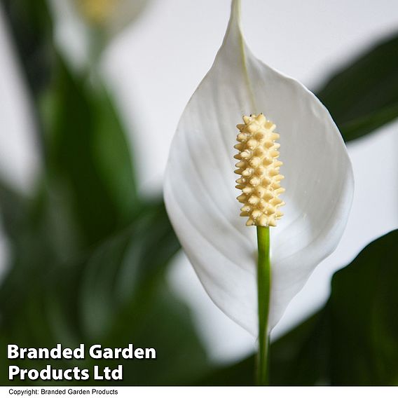 Spathiphyllum 'Sweet Silvio Air So Pure'