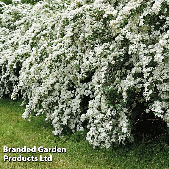 Spiraea 'Arguta'