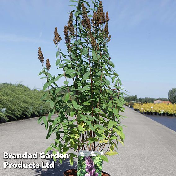 Spiraea x billardii