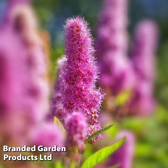 Spiraea x billardii