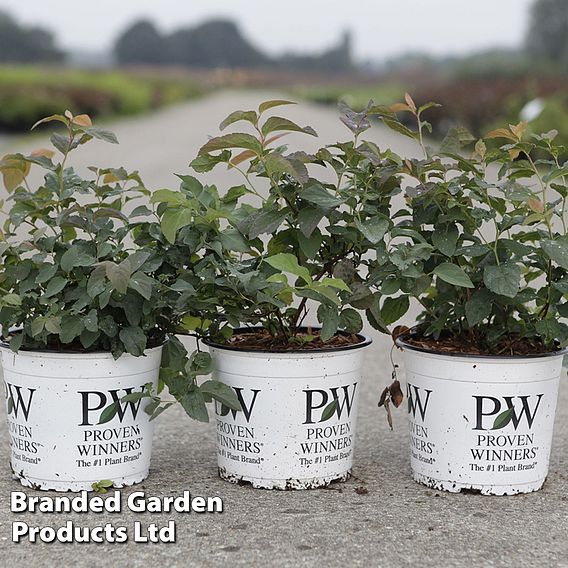 Spiraea japonica 'Double Play Blue Kazoo'