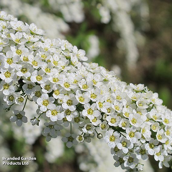 Spiraea x cinerea 'Grefsheim' (Hedging)