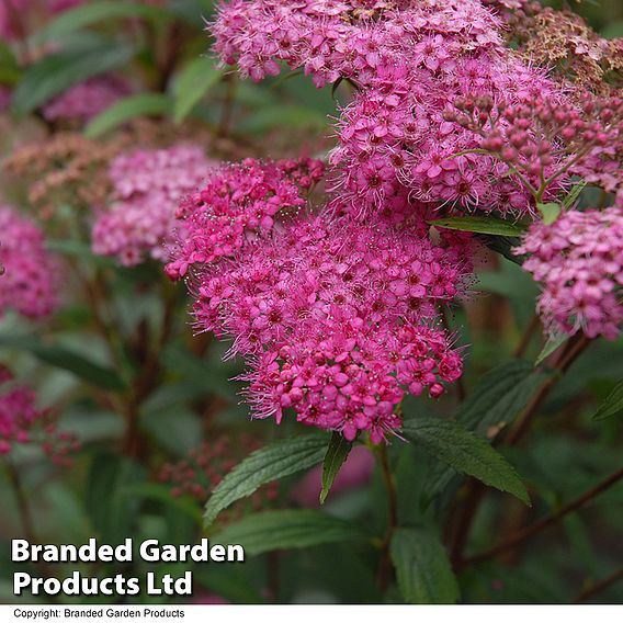 Spiraea japonica 'Neon Flash'