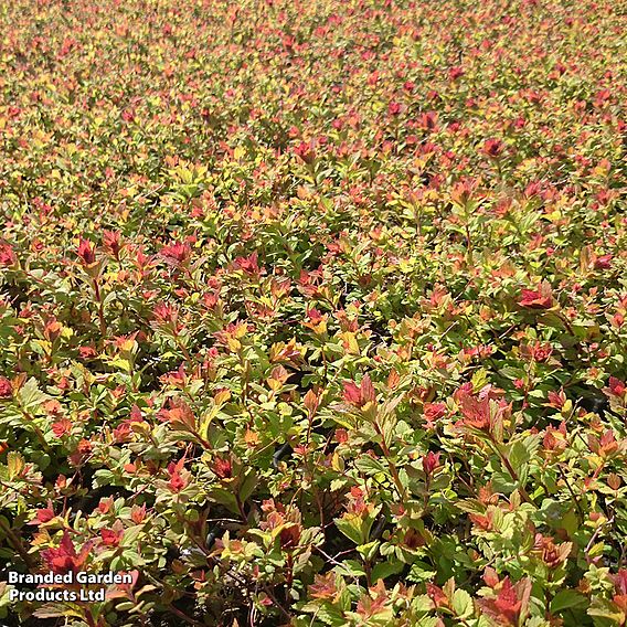 Spiraea 'Sparkling Champagne'