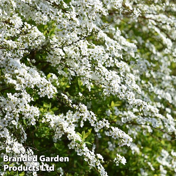 Spiraea thunbergii