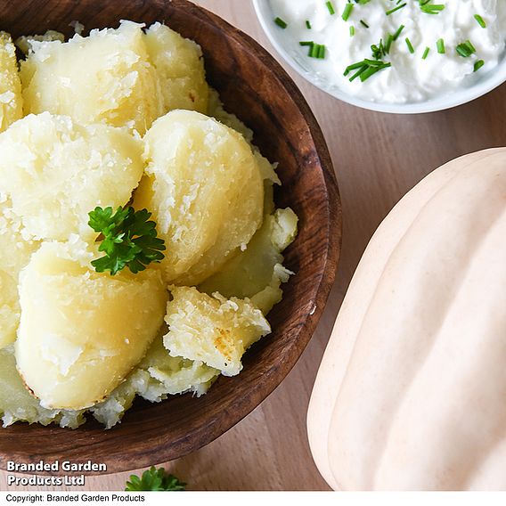 Squash 'Mashed & Baked Potatoes' (Winter) - Seeds