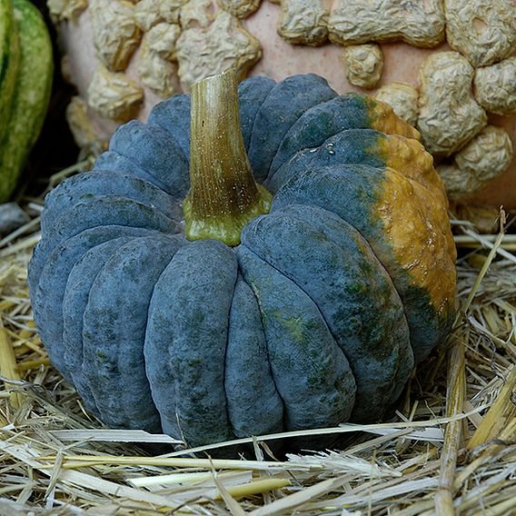 Squash 'Futsu Black Early' (Winter) - Seeds