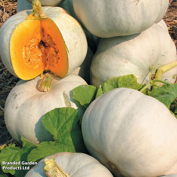 Pumpkin 'Grey Ghost' F1 - Seeds