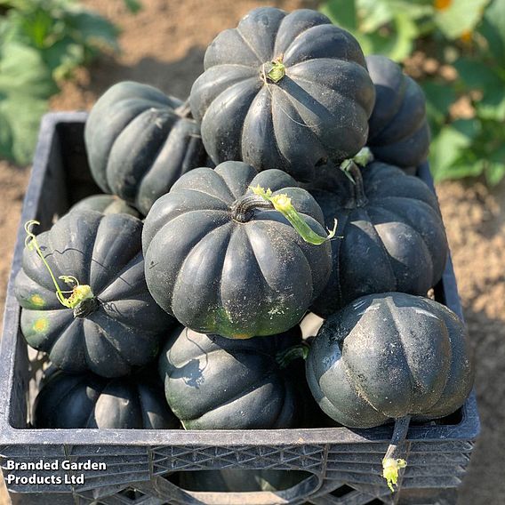 Squash 'Midnight' F1 (Winter) - Seeds