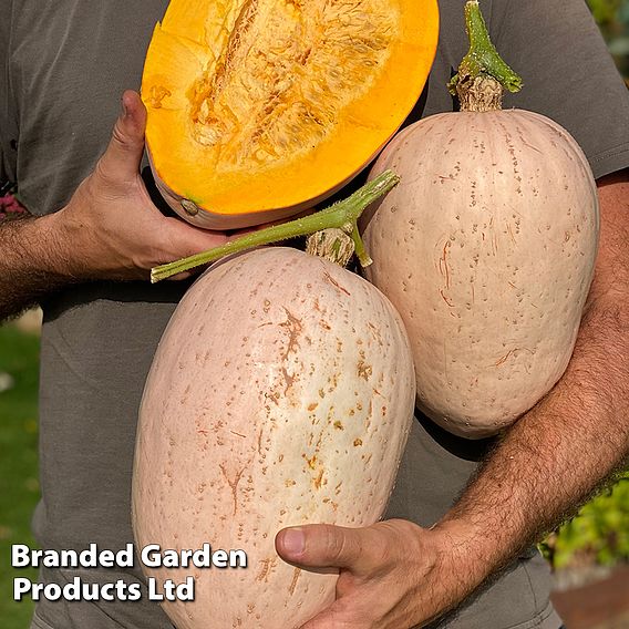 Squash Jumbo Pink Banana (Winter) - Seeds