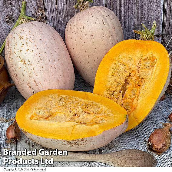 Squash Jumbo Pink Banana (Winter) - Seeds