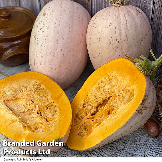 Squash Jumbo Pink Banana (Winter) - Seeds