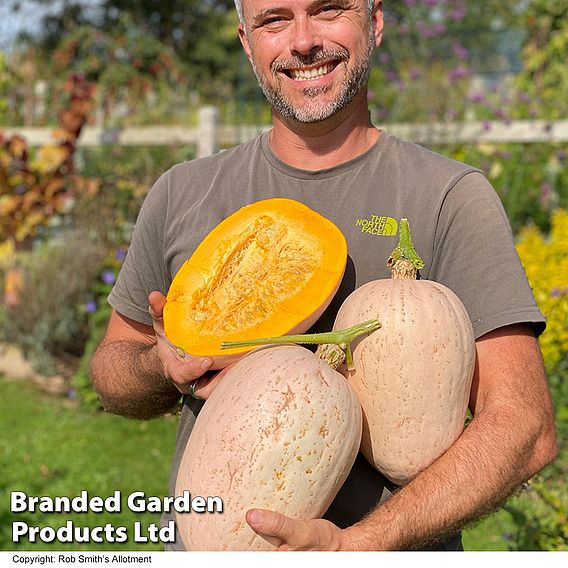 Squash Jumbo Pink Banana (Winter) - Seeds