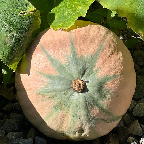 Squash Kabocha 'Rosie' F1 - Seeds