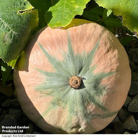 Squash Kabocha 'Rosie' F1 - Seeds