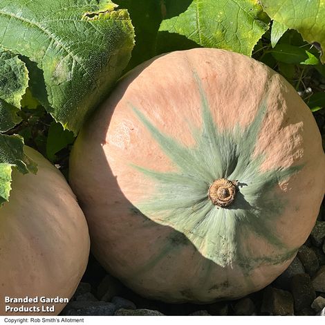 Squash Kabocha 'Rosie' F1 - Seeds