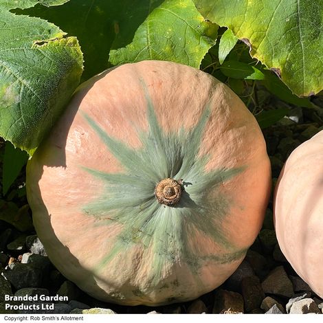 Squash Kabocha 'Rosie' F1 - Seeds