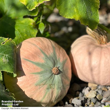 Squash Kabocha 'Rosie' F1 - Seeds