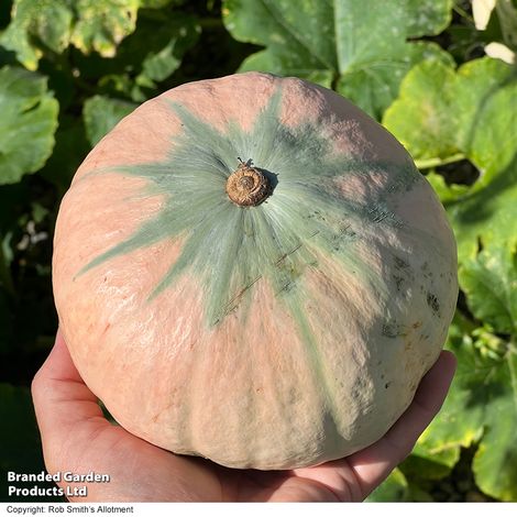 Squash Kabocha 'Rosie' F1 - Seeds