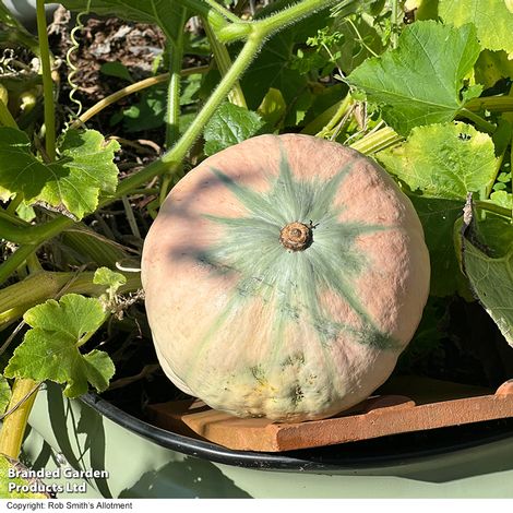 Squash Kabocha 'Rosie' F1 - Seeds