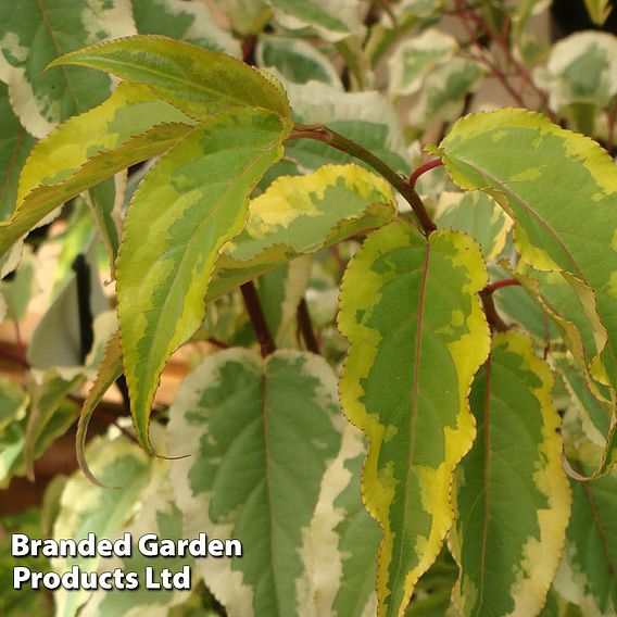 Stachyurus chinensis 'Joy Forever'