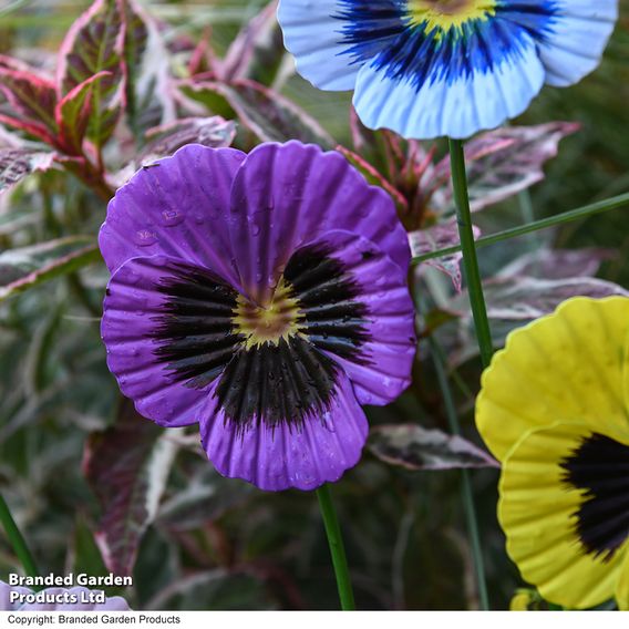 Garden Gear Metal Pansy Stakes