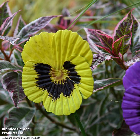 Garden Gear Metal Pansy Stakes