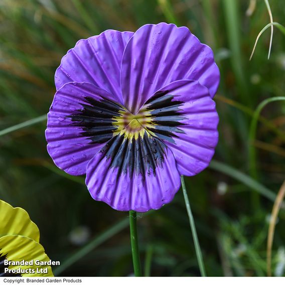 Garden Gear Metal Pansy Stakes